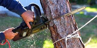 Best Tree Cabling and Bracing  in Peshtigo, WI